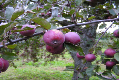 Декоративная яблоня  Недзведского