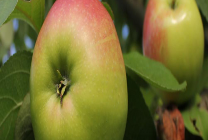 Естественный стланец яблоня Соколовское