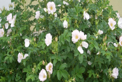 Роза белая Альбацветение июнь месяц