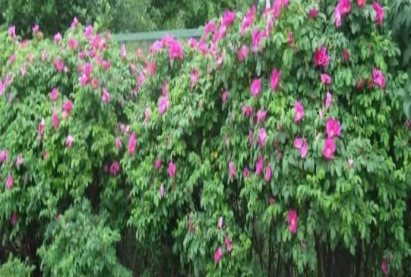 «Рубра» цэцэрлэгийн сарнай